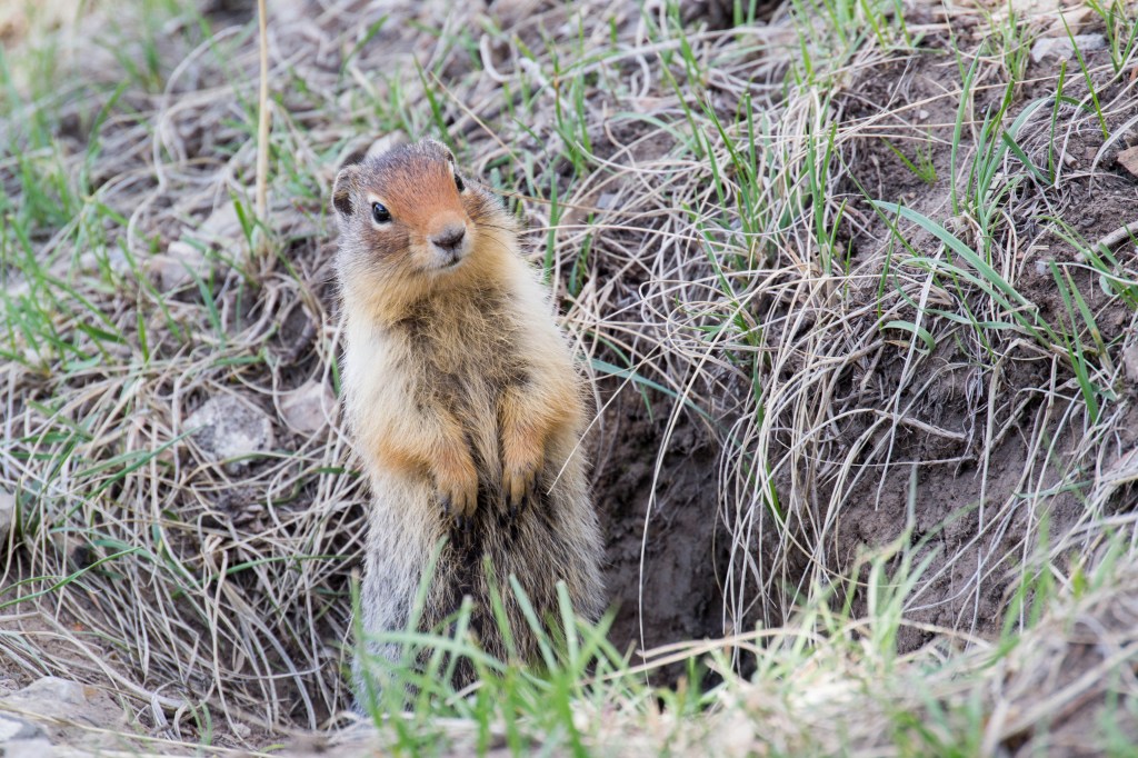 spermophile aux Lacs Vermillion