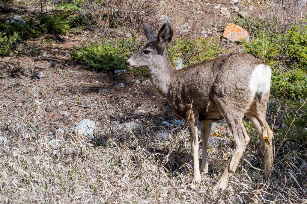 biche aux Lacs Vermillion