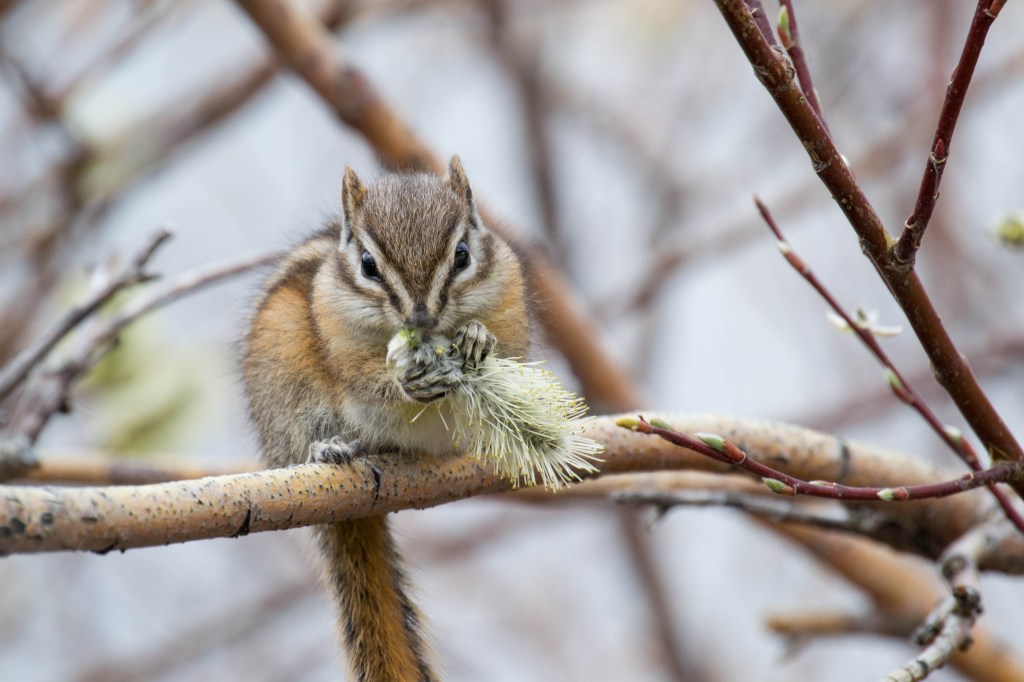 chipmunk ou tamia aux Lacs Vermillion