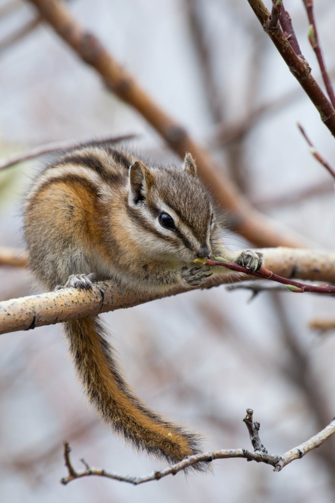 chipmunk ou tamia aux Lacs Vermillion