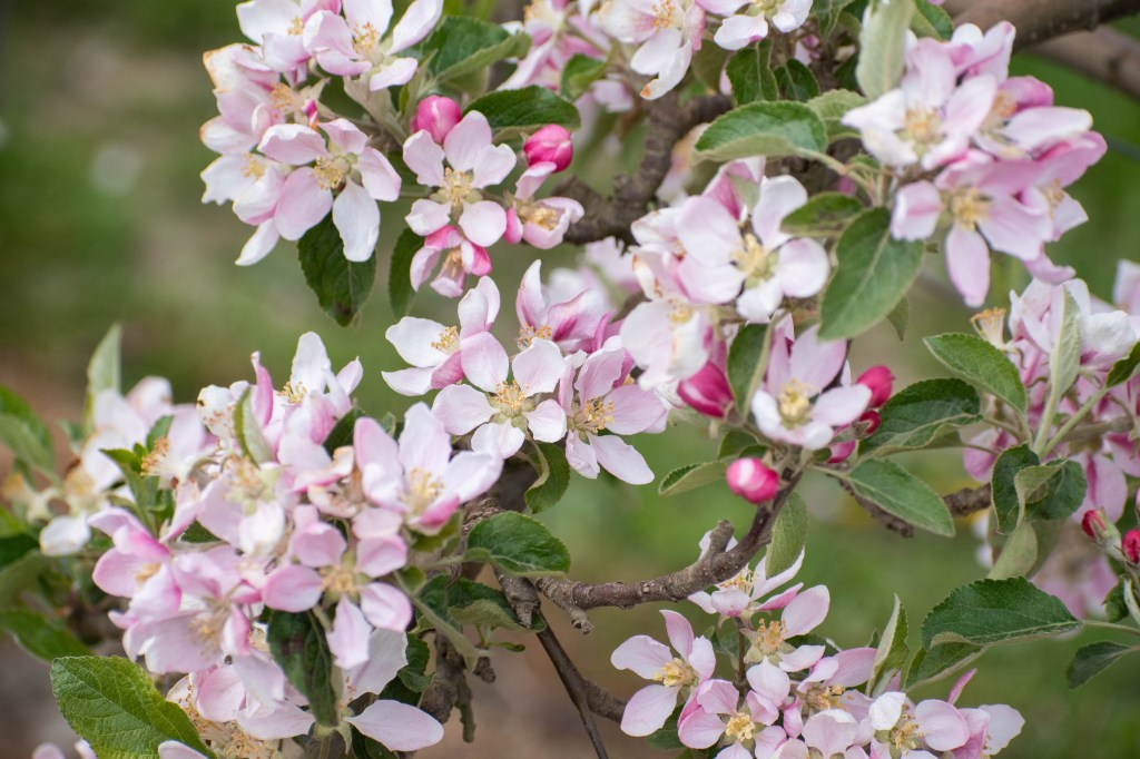 Où partir au&nbsp;printemps?