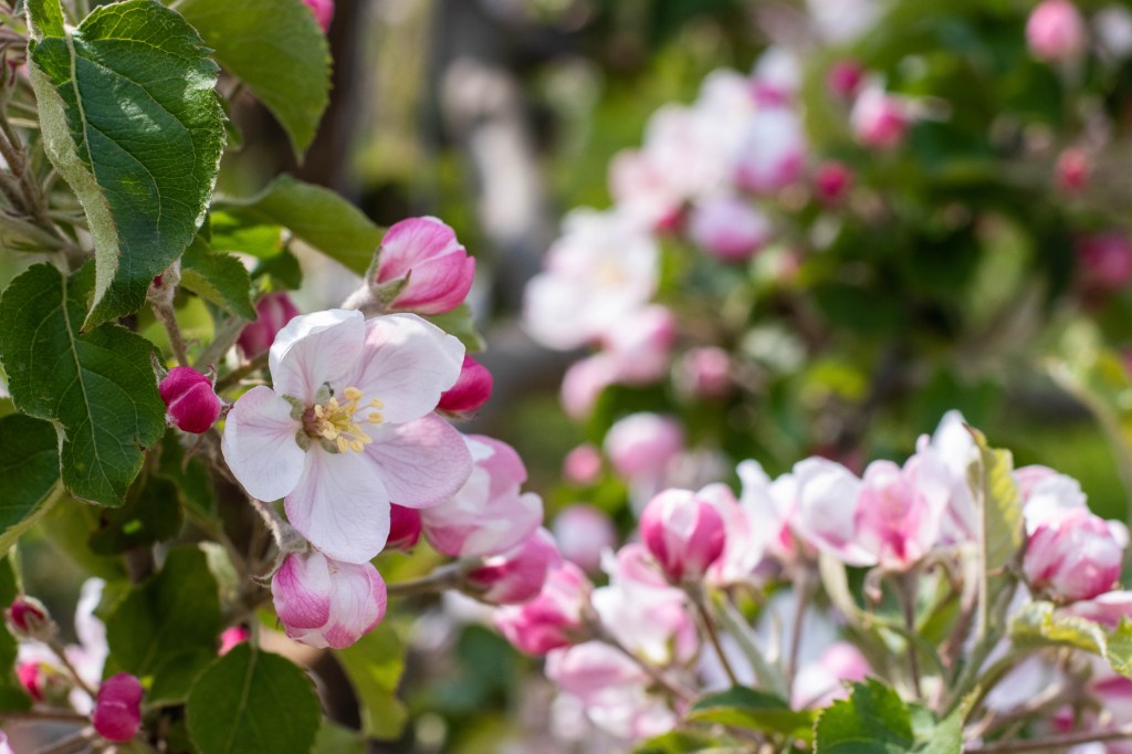 vergers de pommiers en fleurs