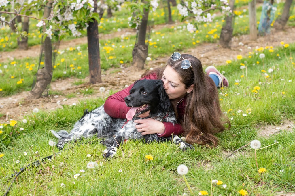 chien et sa maitresse dans un verger de pommiers en fleurs