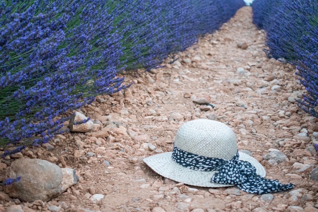 champs de lavande du plateau de valensole