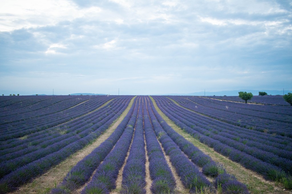champs de lavande du plateau de valensole