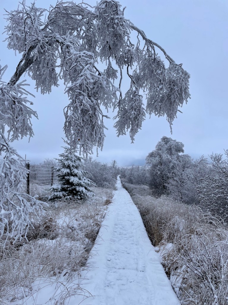 fagnes sous la neige