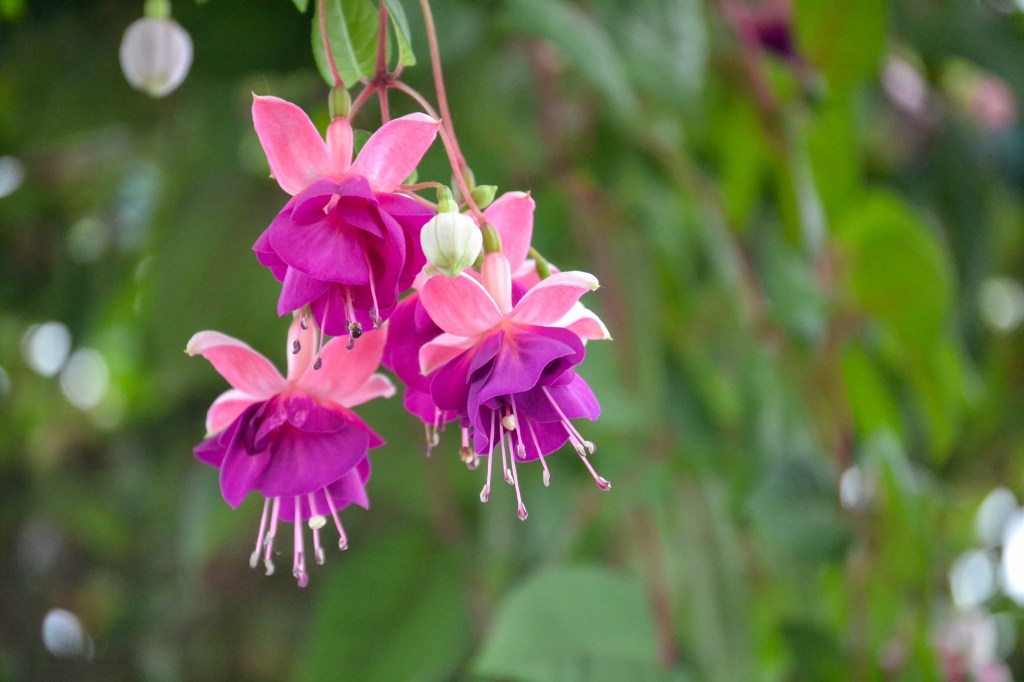 Serres royales de Laeken