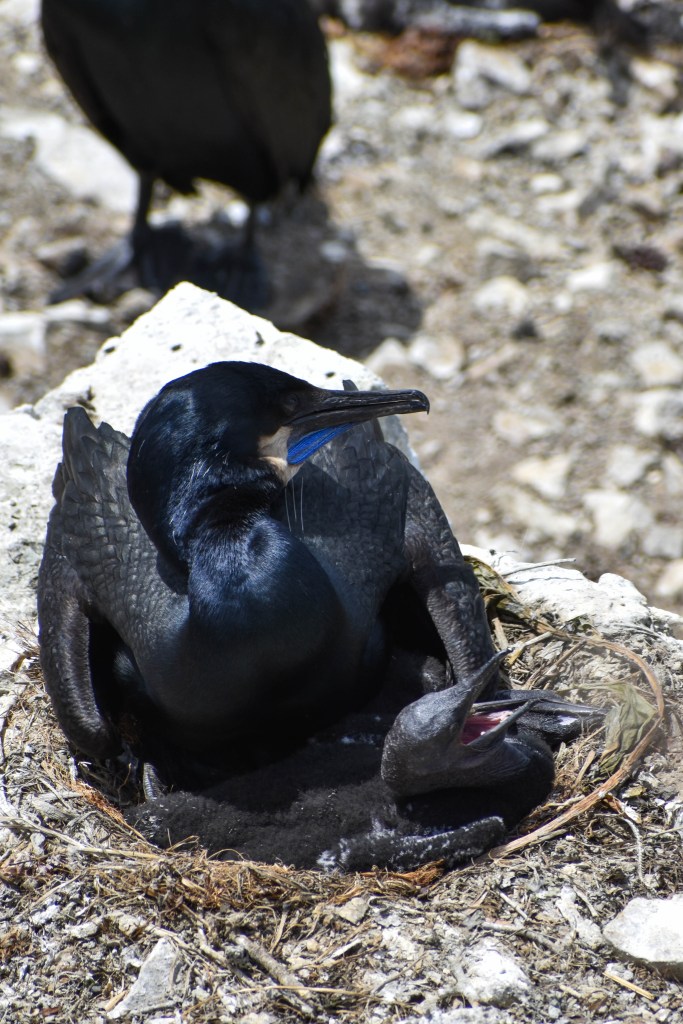 oiseaux sur l'île de la prison d'alcatraz