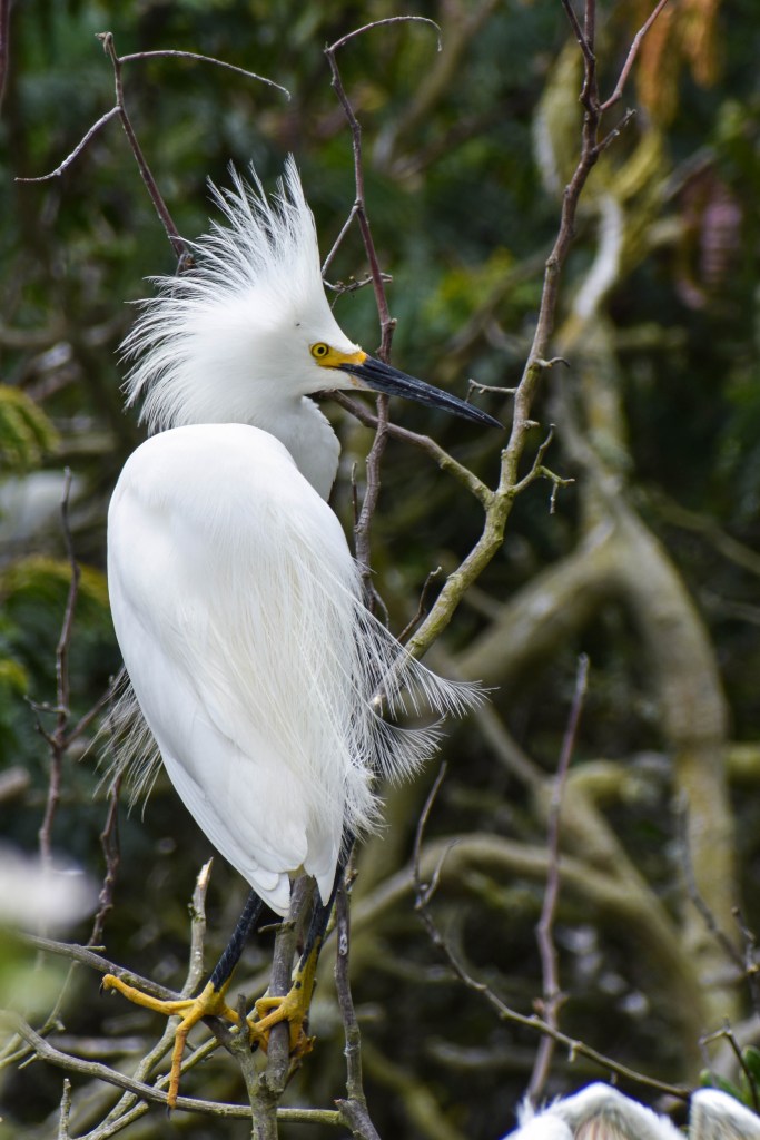 oiseaux sur l'île de la prison d'alcatraz
