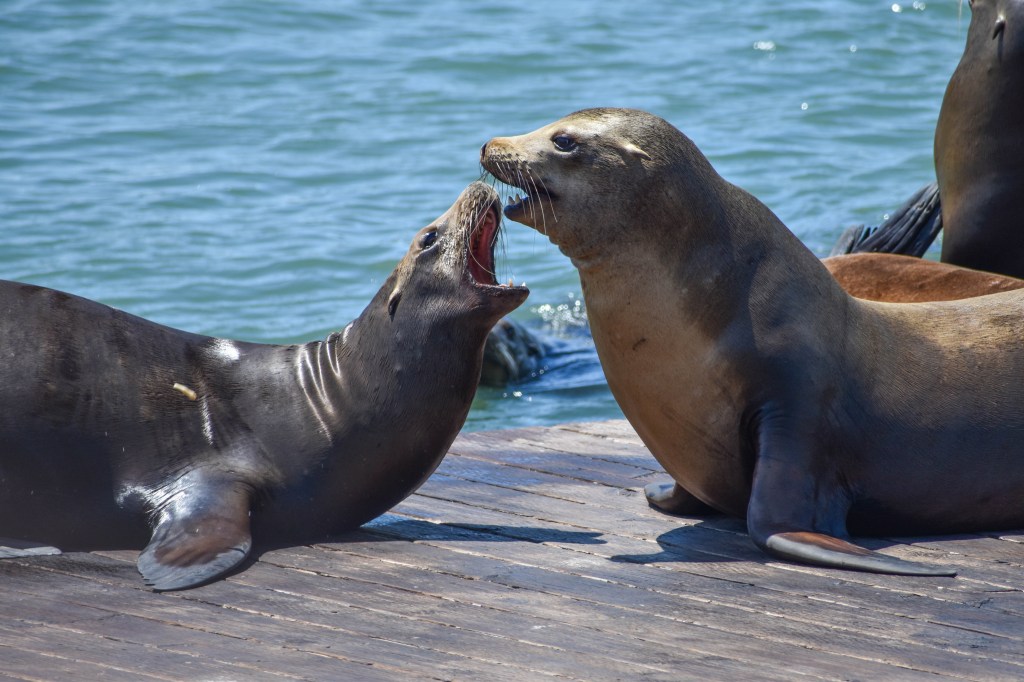 phoques à la jetée du Pier 39 de San Francisco