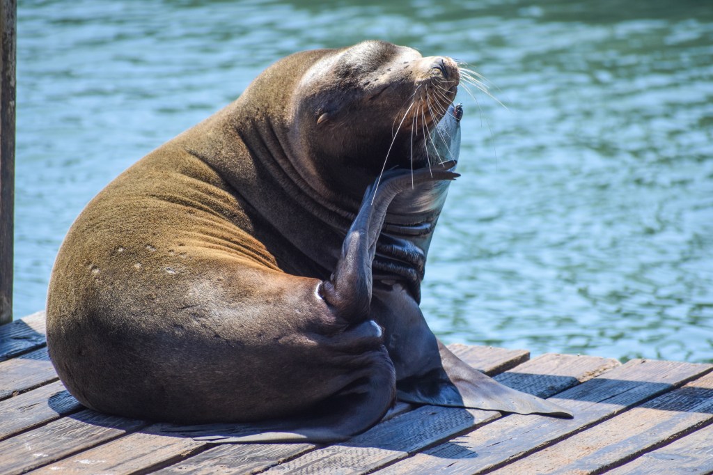 phoques à la jetée du Pier 39 de San Francisco