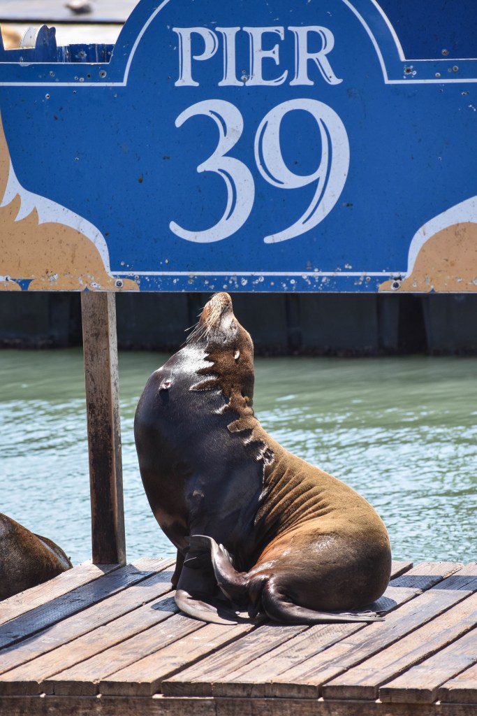 phoques à la jetée du Pier 39 de San Francisco