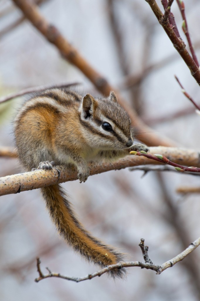 chipmunk ou tamia