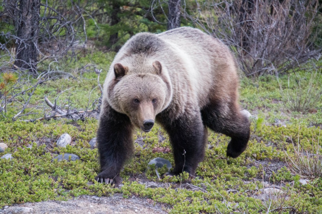 5 astuces pour voir la faune dans les Rocheuses&nbsp;Canadiennes